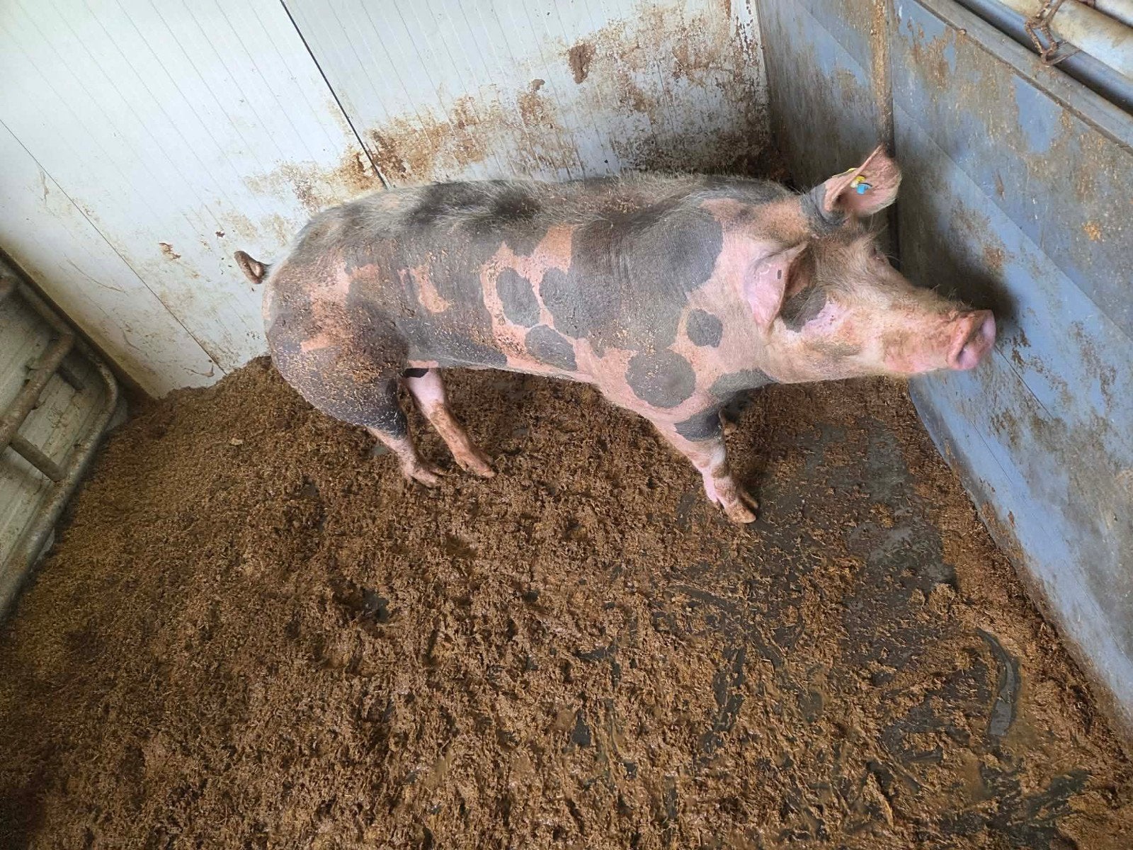 Varkens 3 zeugen 1 beer 10 jonge 30/40 kg 5 grote 60/70kg, Dieren en Toebehoren, Schapen, Geiten en Varkens, Meerdere dieren, Varken