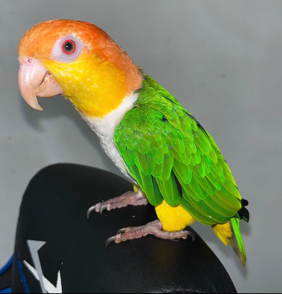 Handtamme super lieve roestkop caique te koop!, Dieren en Toebehoren, Vogels | Parkieten en Papegaaien, Mannelijk, Papegaai