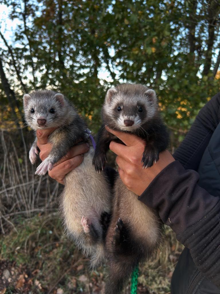 Fretten pups verwacht!, Dieren en Toebehoren, Overige Dieren, Juni, Meerdere dieren