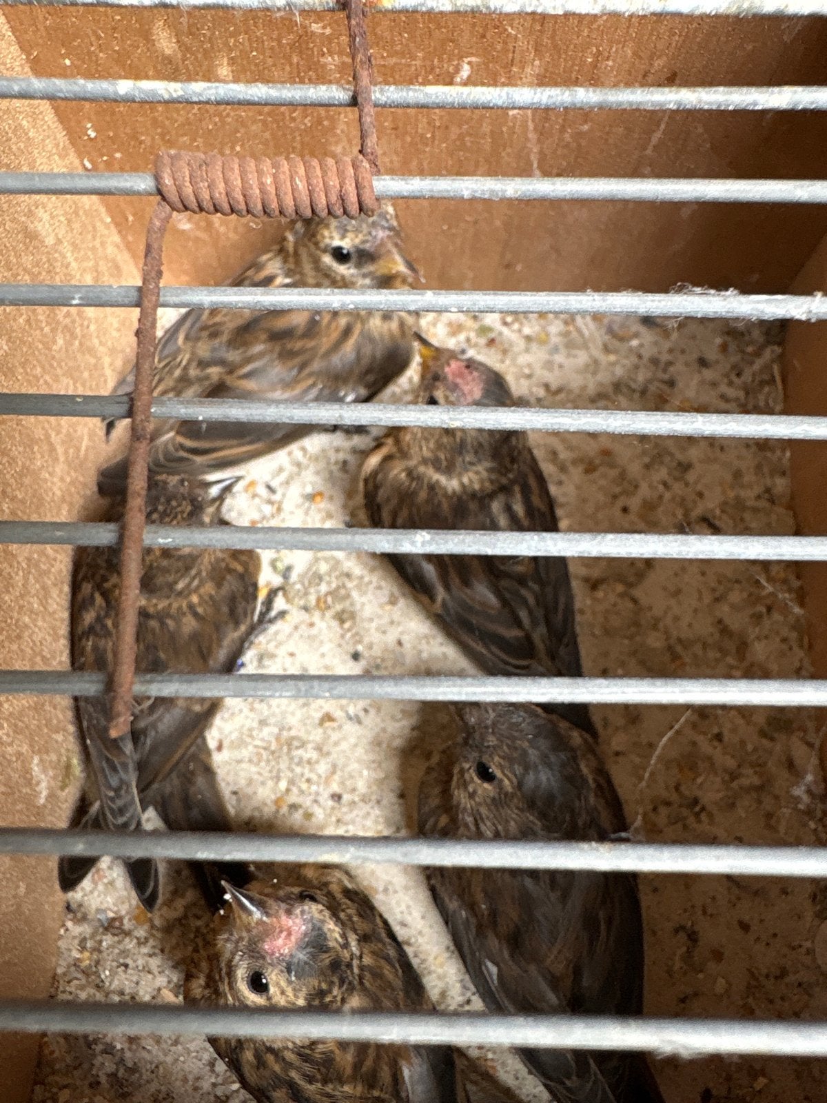 Barmsijzen, Dieren en Toebehoren, Vogels | Overige Vogels, Meerdere dieren