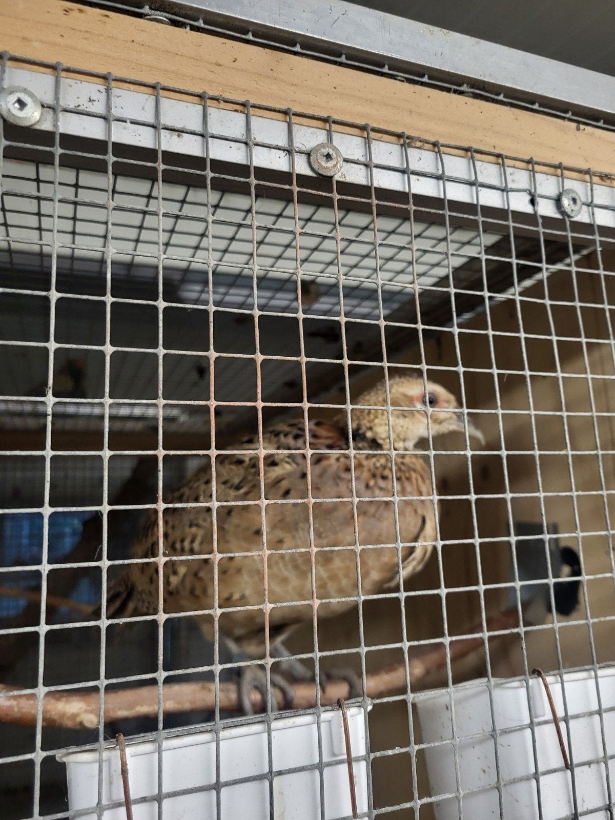 bosfazanten, Dieren en Toebehoren, Meerdere dieren, Gans of Zwaan