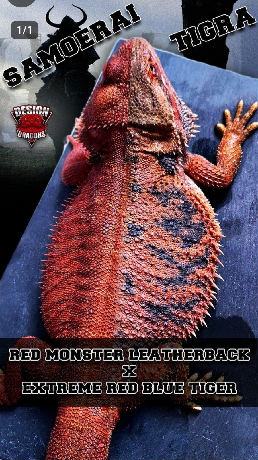 50% Red Monster Blue Tiger Baardagaam Vrouw 4 maanden Bearded Dragon photo 4