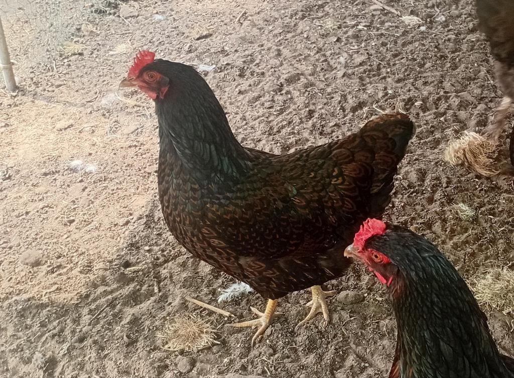 Broedeieren Dubbelgezoomde Barnevelder (groot), Dieren en Toebehoren, Pluimvee | Toebehoren, Ophalen, Overige typen
