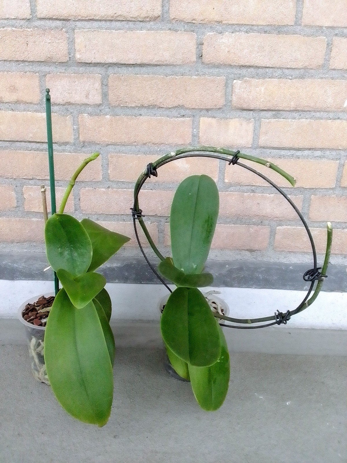 Orchideeën (Phalaenopsis), Ophalen, Overige soorten, Halfschaduw, In pot
