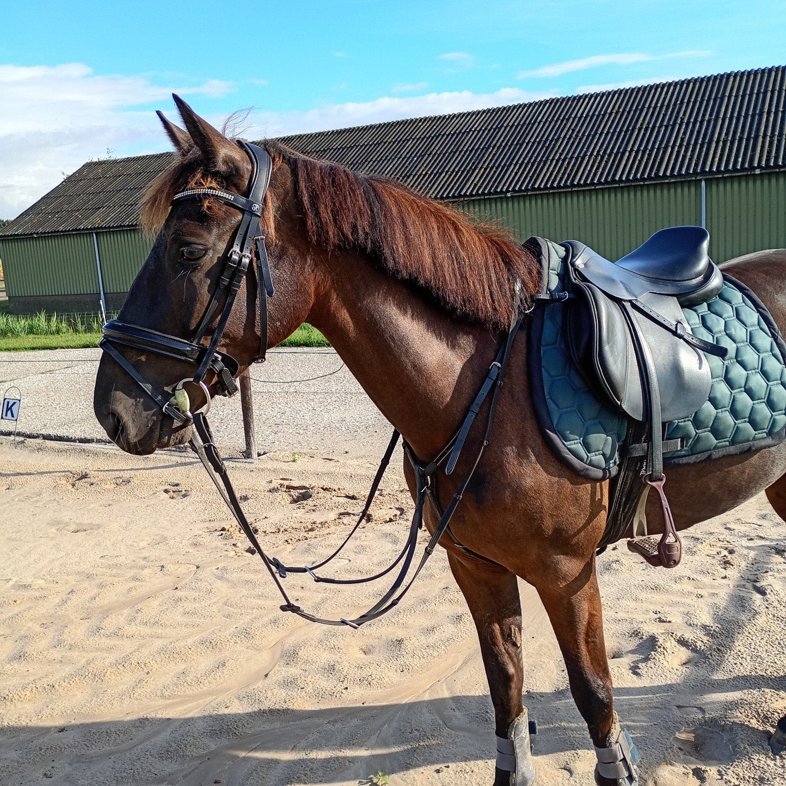 ponys beleren en verkopen, Weidegang, 2 of 3 paarden of pony's