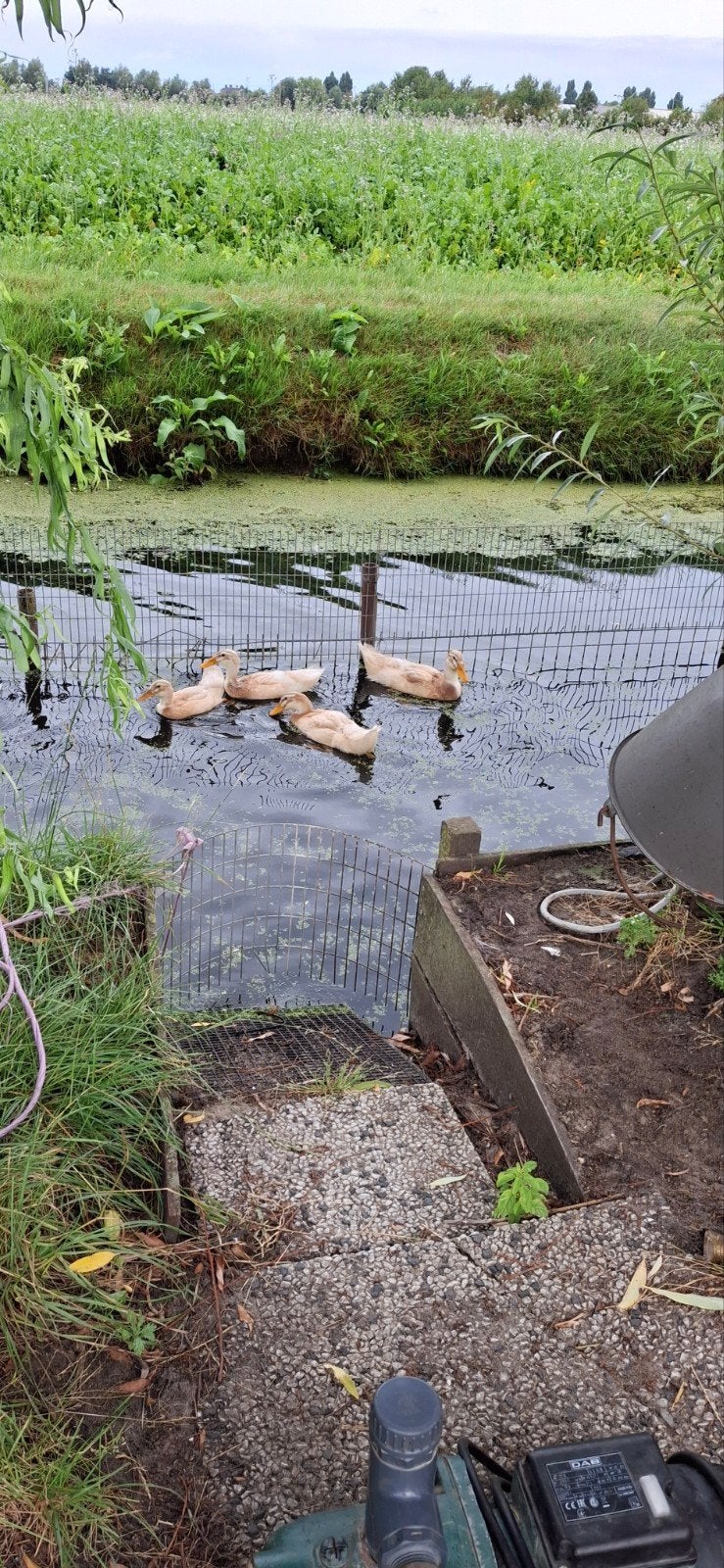 koppel saksen eenden, Dieren en Toebehoren, Meerdere dieren, Eend