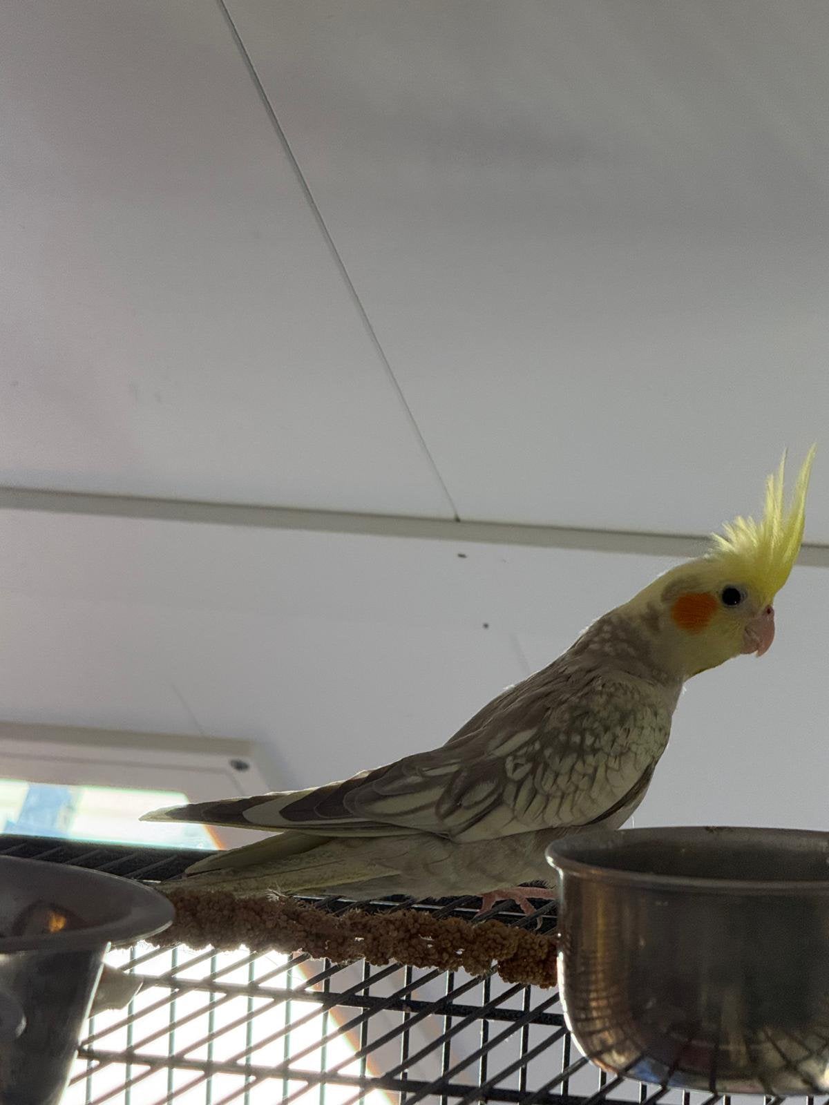 Valkparkieten, Dieren en Toebehoren, Vogels | Parkieten en Papegaaien, Meerdere dieren, Parkiet, Tam