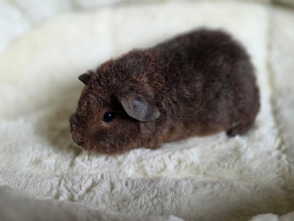 US Teddy beertjes, Cavia, April, Mannelijk, Tam