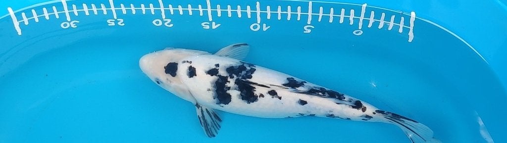 Shiro bekko, Dieren en Toebehoren, Vissen | Vijvervissen, Karper of Koi