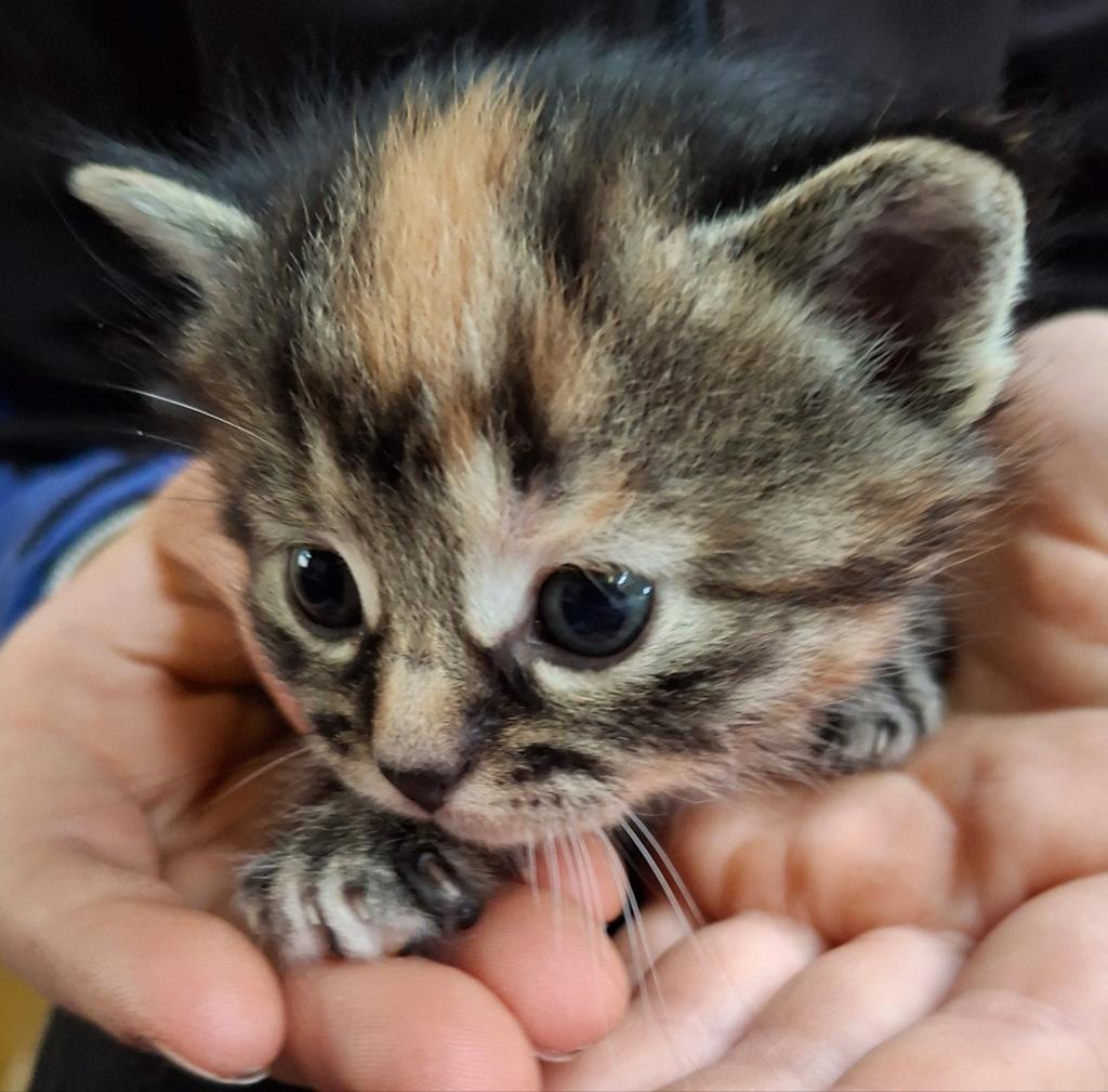 Lieve kittens, Dieren en Toebehoren, Meerdere dieren, Kortharig