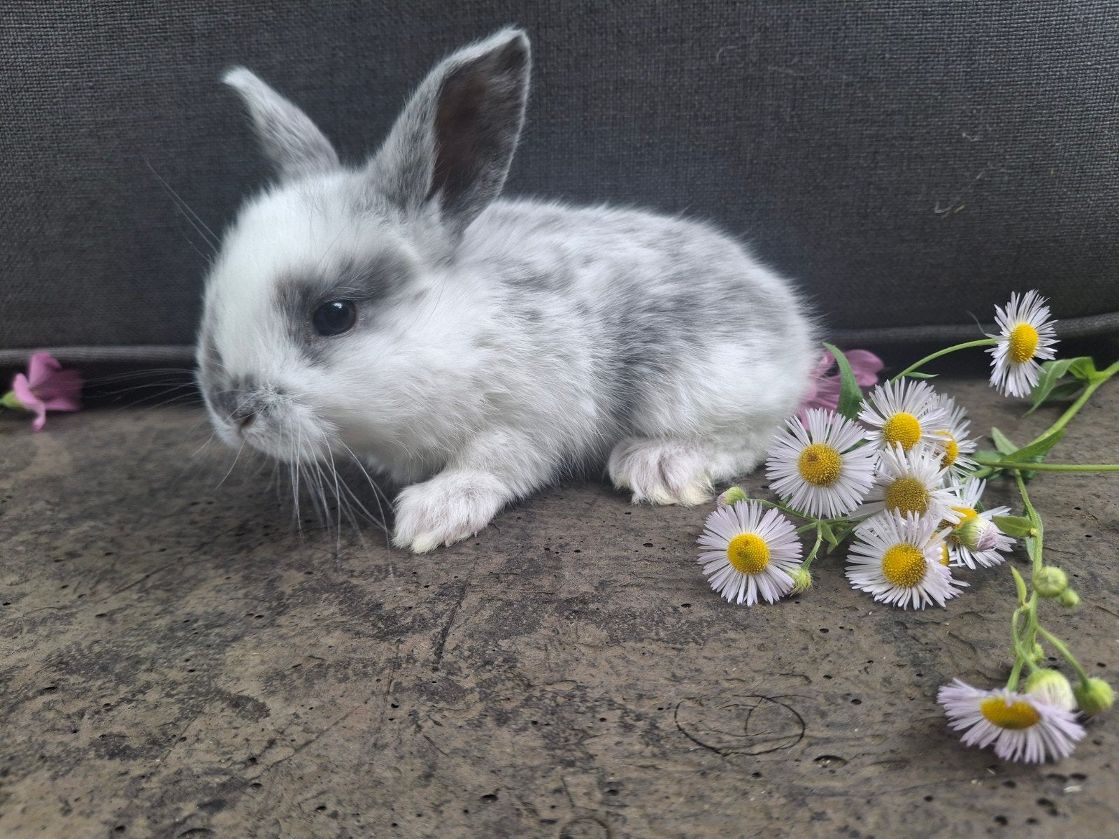 Nederlandse dwerghangoor baby konijntjes, Dieren en Toebehoren, Meerdere dieren, Dwerg, Hangoor, 0 tot 2 jaar
