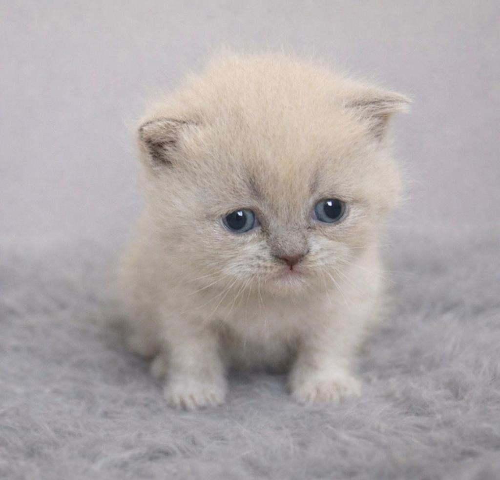 Britse korthaar kitten, Dieren en Toebehoren, Katten en Kittens | Raskatten | Korthaar, Kater, Gechipt