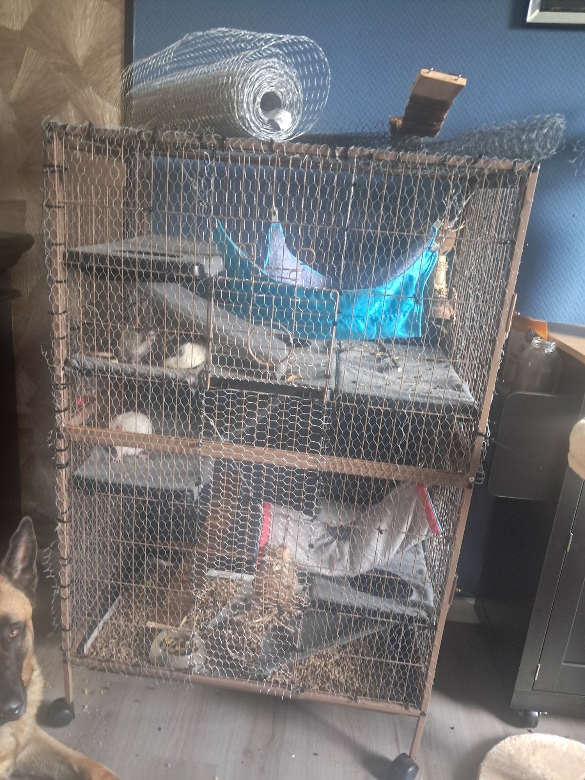 3 ratten incl kooi en toebehoren, Ophalen, Zo goed als nieuw