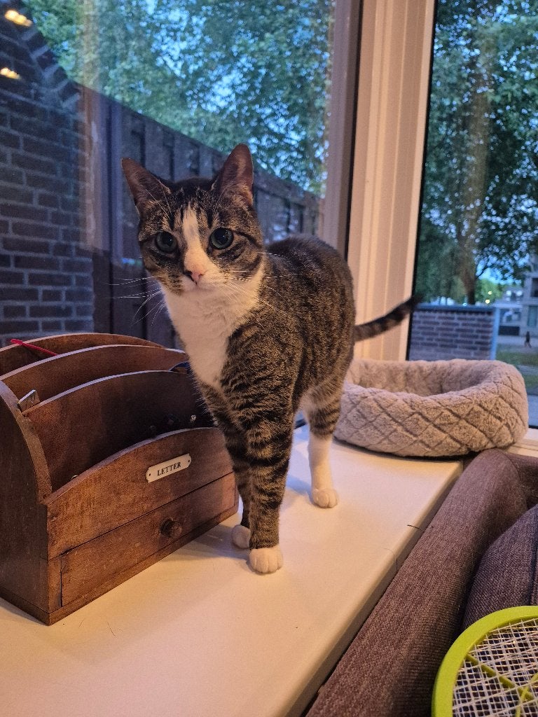 Kat herplaatsen, Dieren en Toebehoren, Katten en Kittens | Raskatten | Korthaar, Poes, 6 jaar of ouder, Gechipt, Ingeënt