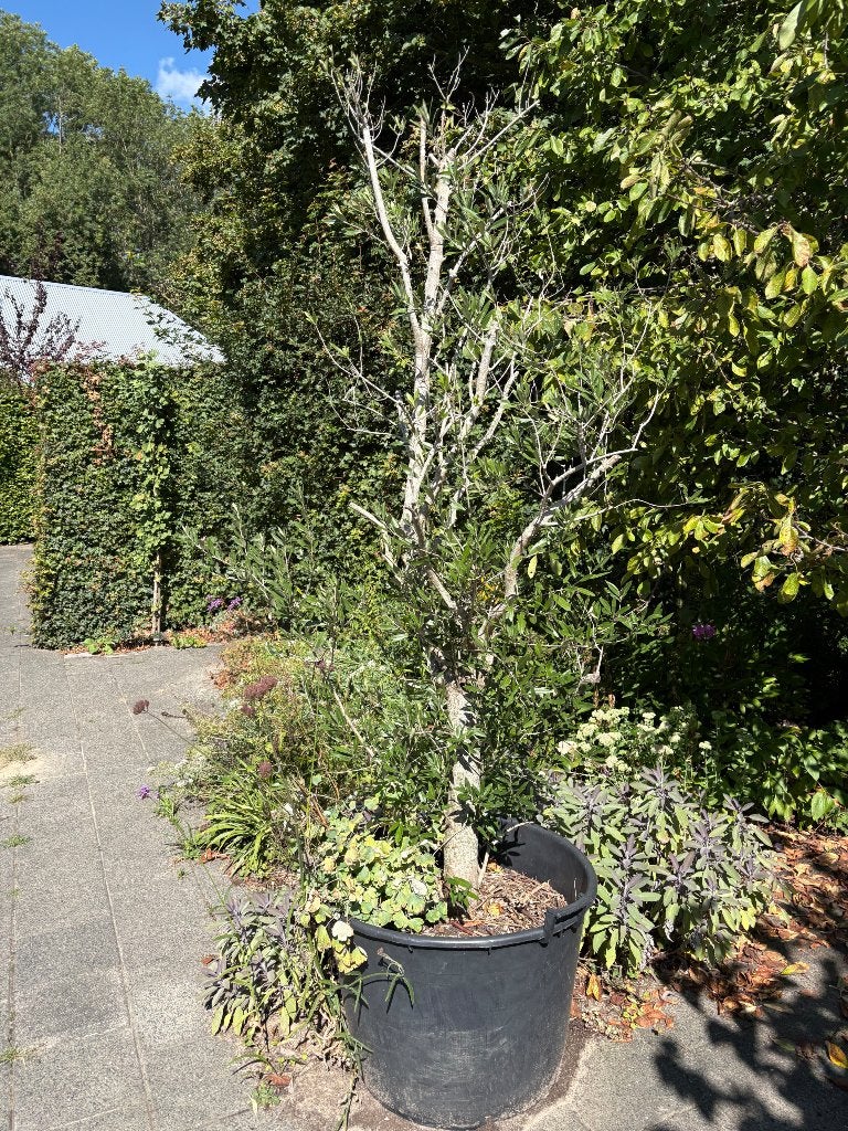 Olijfboom in pot gratis, Bloeit niet, 100 tot 250 cm, Olijfboom, Ophalen