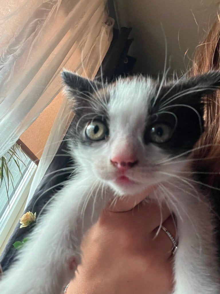 Kittens, Kater, Ontwormd, 0 tot 2 jaar