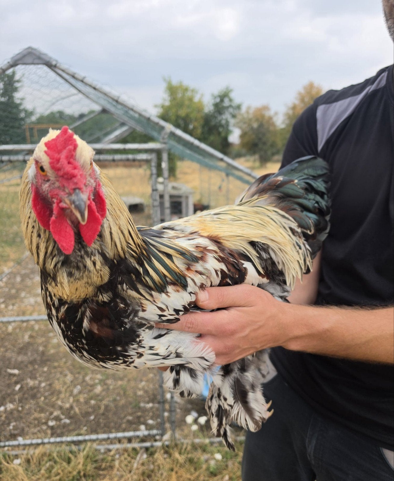 Brahma, Dieren en Toebehoren, Mannelijk, Kip