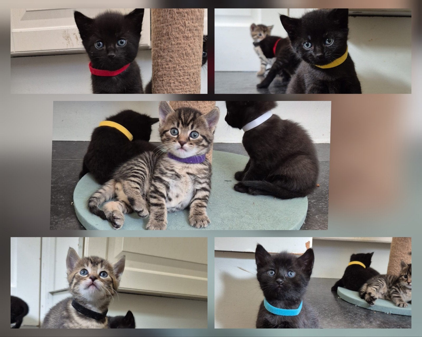 Schattige kittens te koop cypers / tijgers en zwarte, Meerdere dieren