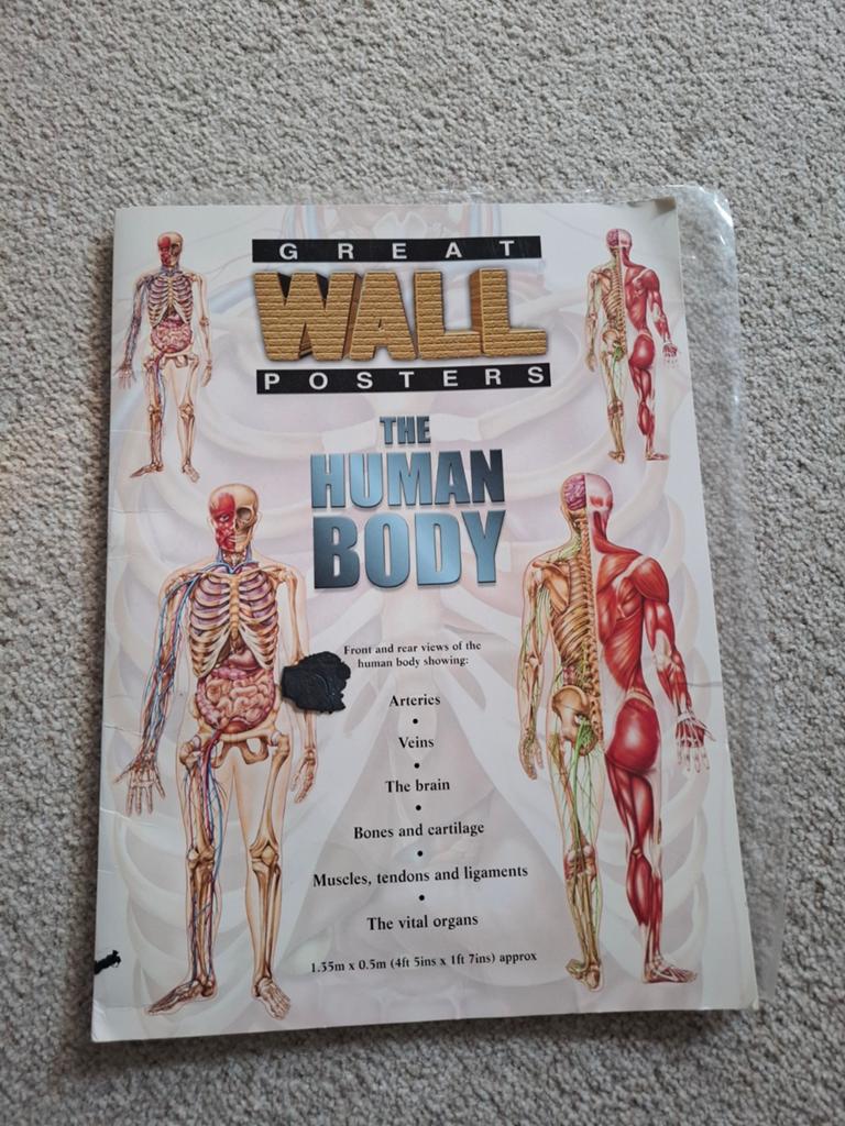 Grote Anatomie Poster Menselijk Lichaam - Great Wall Posters, Great Wall Posters, Ophalen of Verzenden, Zo goed als nieuw, Beta