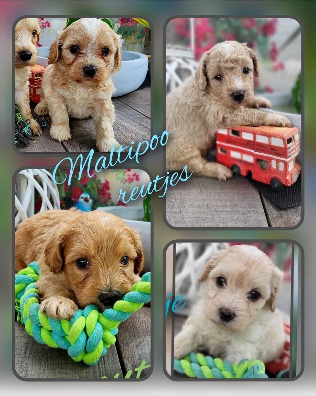 Prachtige Maltipoo pups uit huiselijke kring mogen verhuizen, Overige rassen, CDV (hondenziekte), 8 tot 15 weken, Meerdere