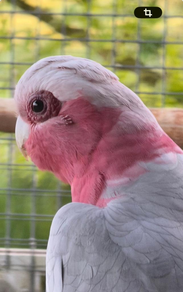 Mooie man rose kaketoe broedrijp, Dieren en Toebehoren, Mannelijk, Papegaai