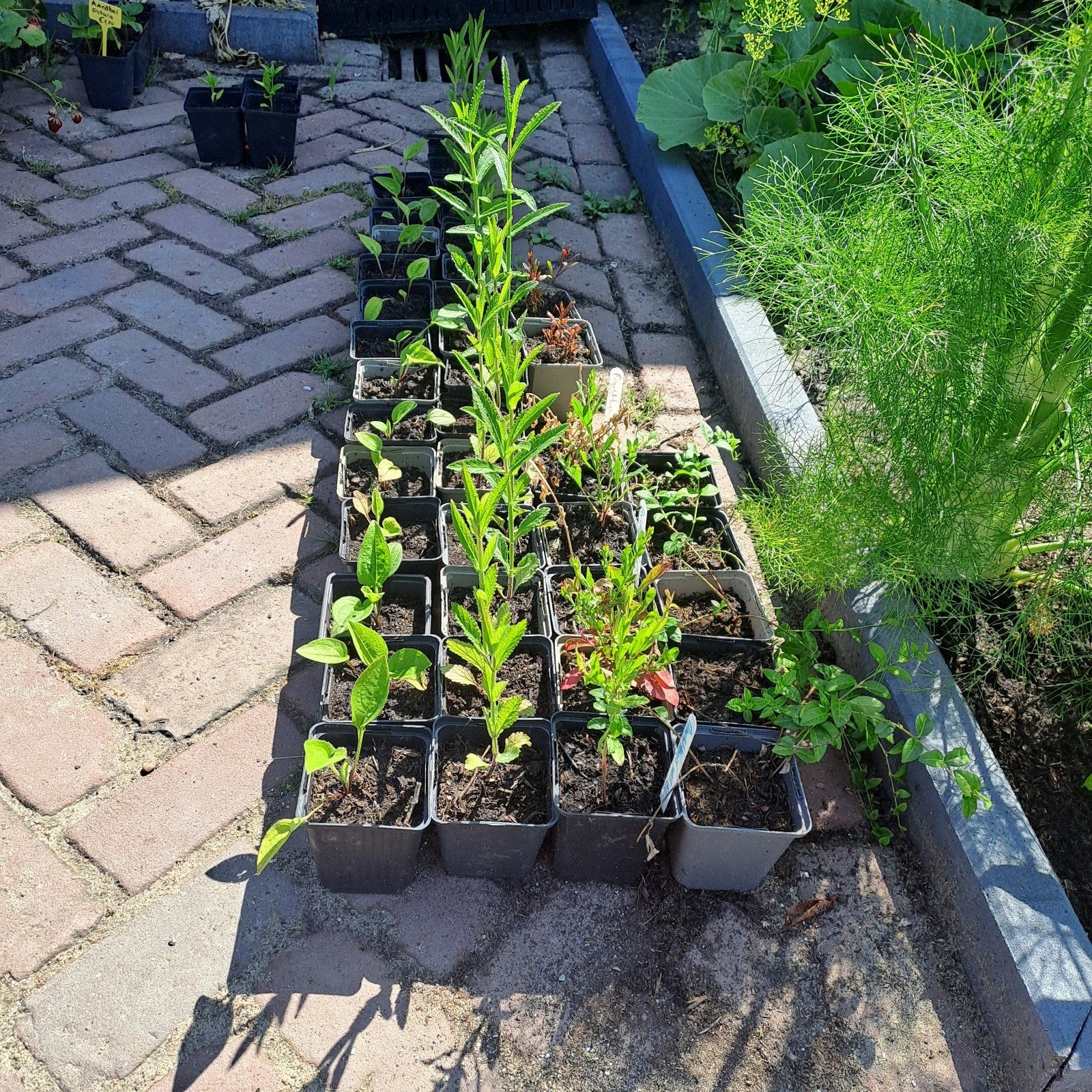 Vaste planten, tomaten, kruiden en aardbeien., Ophalen of Verzenden, Eenjarig, Groenteplanten, Volle zon