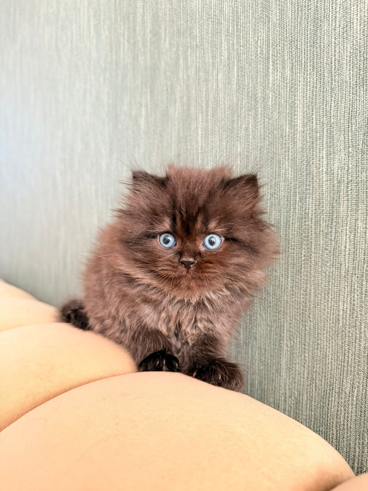 Lieve britse kitten te koop, Dieren en Toebehoren, Katten en Kittens | Raskatten | Langhaar, Kater, Ontwormd, 0 tot 2 jaar