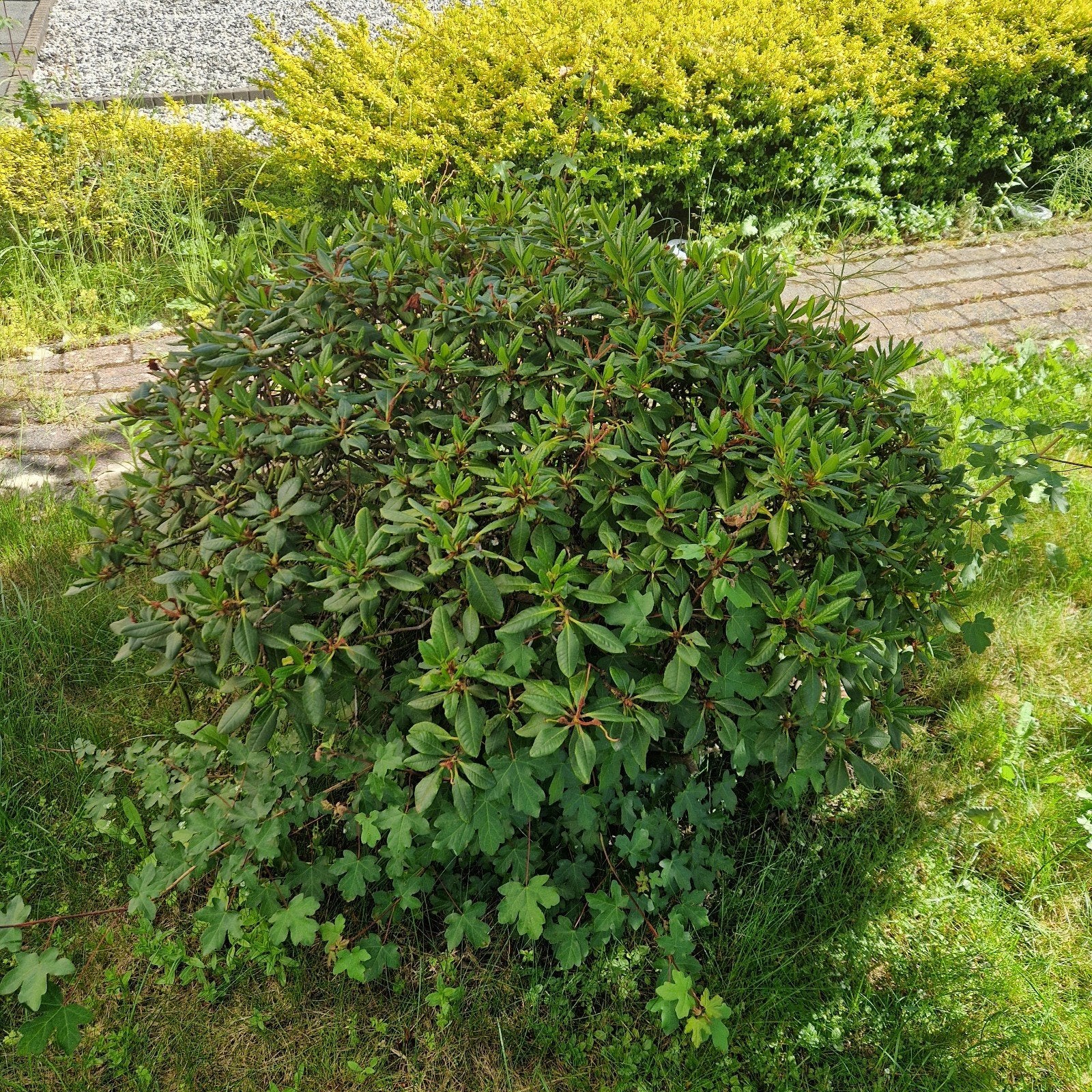 Diverse Tuinplanten: Conifeer, Rhododendron, Buxus, Laurier, Overige soorten, Volle zon, Vaste plant, Ophalen of Verzenden