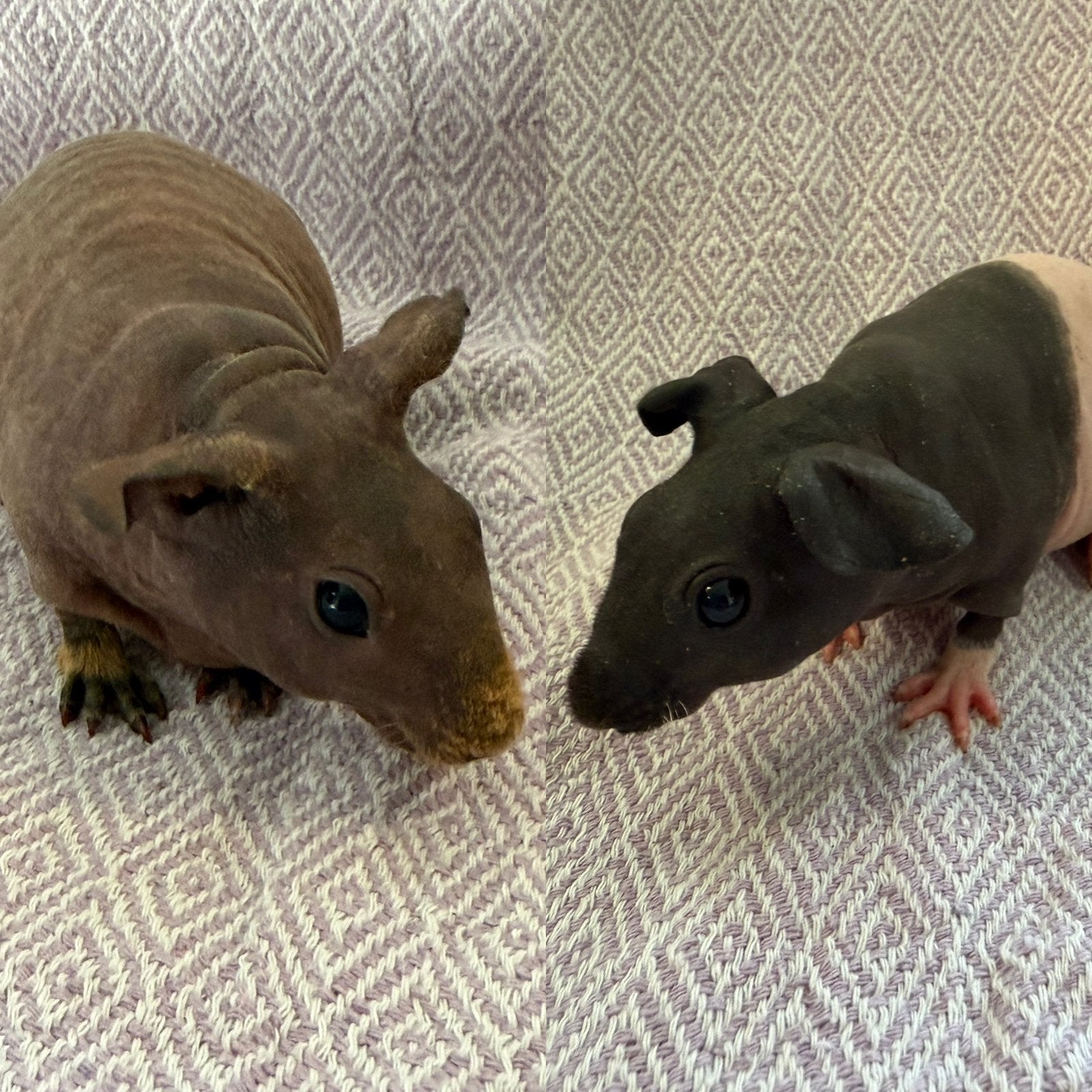 Skinny cavia zeugjes, Dieren en Toebehoren, Cavia, Augustus, Vrouwelijk, Tam