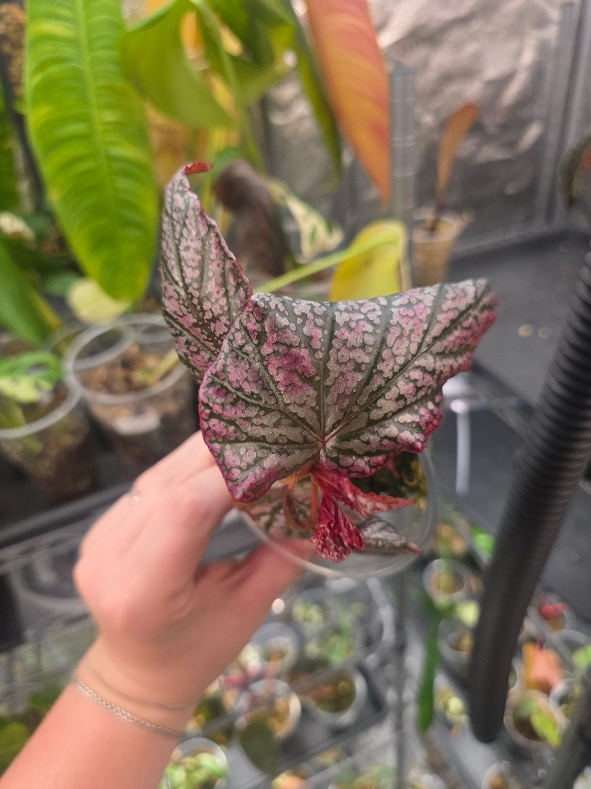 Begonia red ruby, Ophalen of Verzenden, Halfschaduw, Minder dan 100 cm