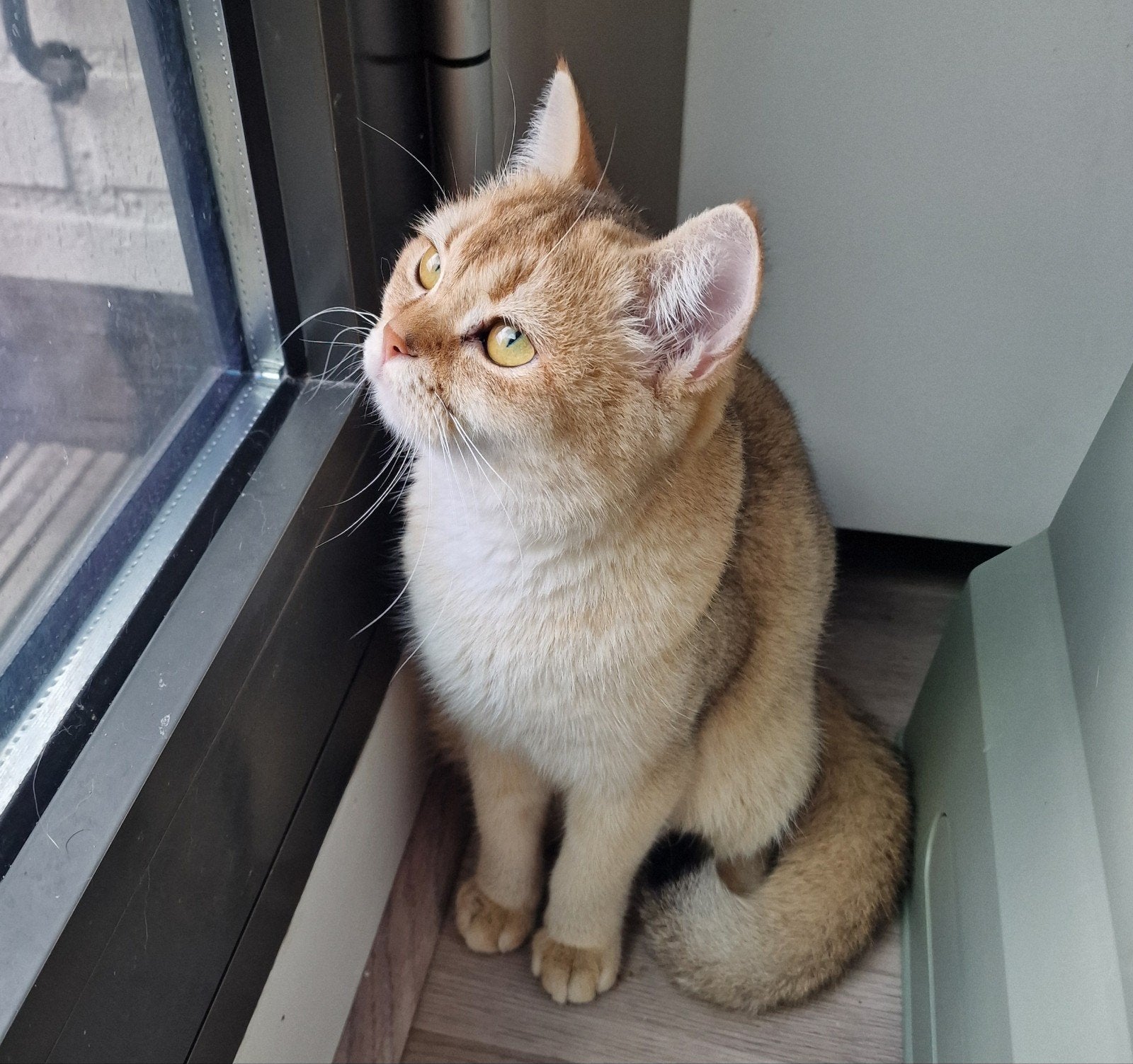 Prachtige Britse Korthaar | Lilac | Black Golden | 🐈, Dieren en Toebehoren, Meerdere dieren, Gechipt, 0 tot 2 jaar