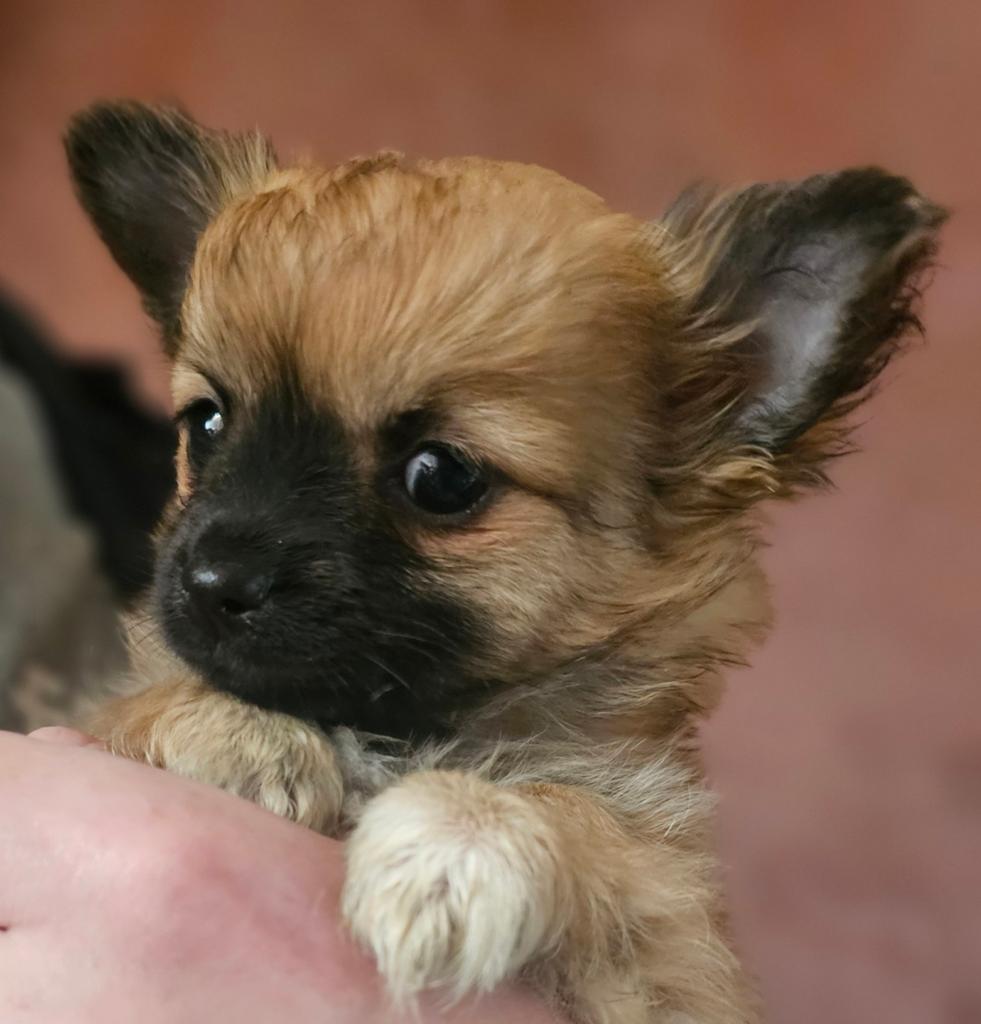 3 lieve chihuahua s.2 teefjes en 1 reutje mogen verhuizen., 8 tot 15 weken, Meerdere, Meerdere dieren, Chihuahua
