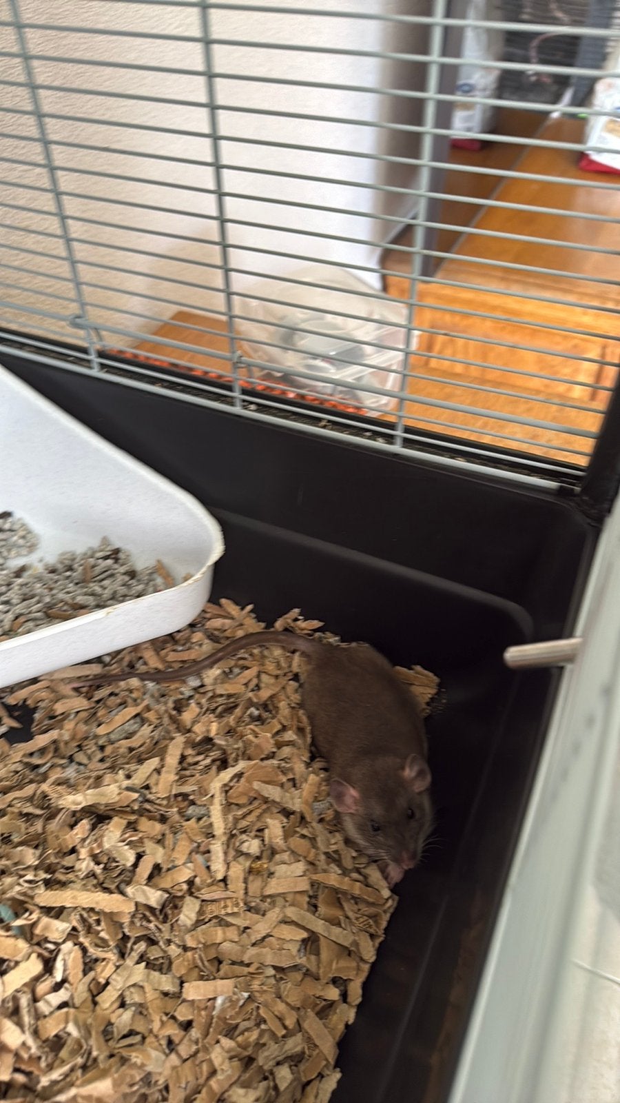 4 jonge sylvermane rittens, Rat, Mannelijk, Mei, Tam
