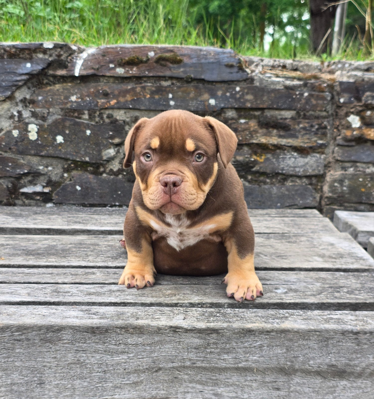 Prachtige american bully reutje, Reu, Eén hond, Nederland, Particulier