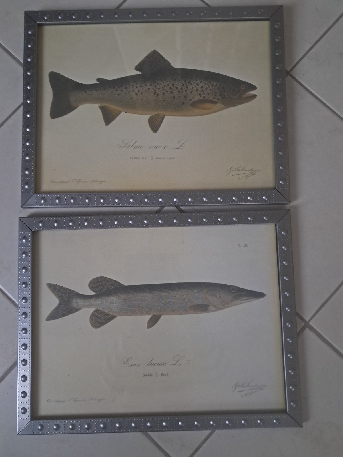 schilderijen vissen, Ophalen, Gebruikt, Minder dan 50 cm, Schilderij