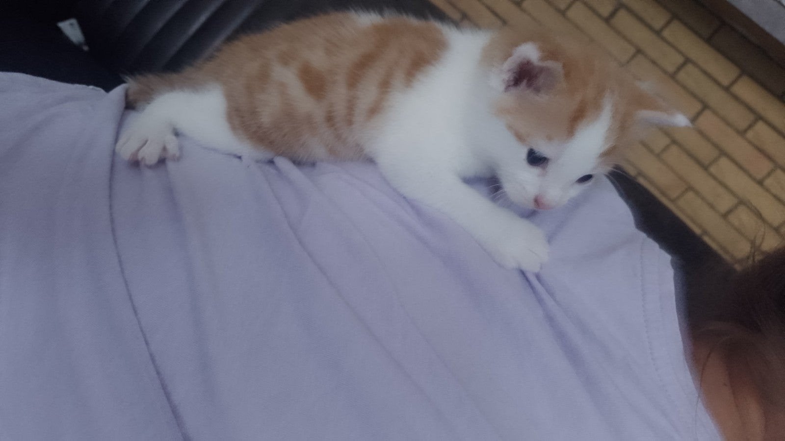 Kitten, Geslacht onbekend, Kortharig, 0 tot 2 jaar
