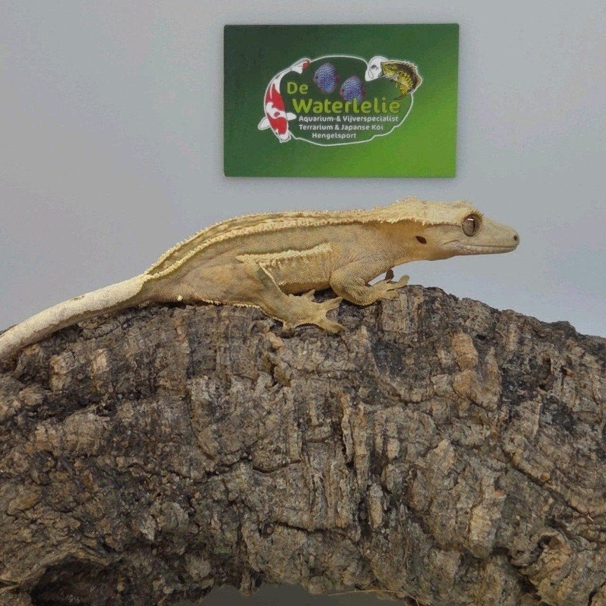 Wimpergekko vrouw 25% Korting Crested Gecko photo 3