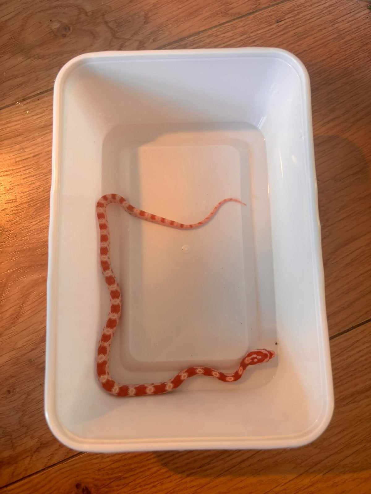 Jonge rattenslangen te koop. Mogen  al verhuizen Rat Snake photo 5
