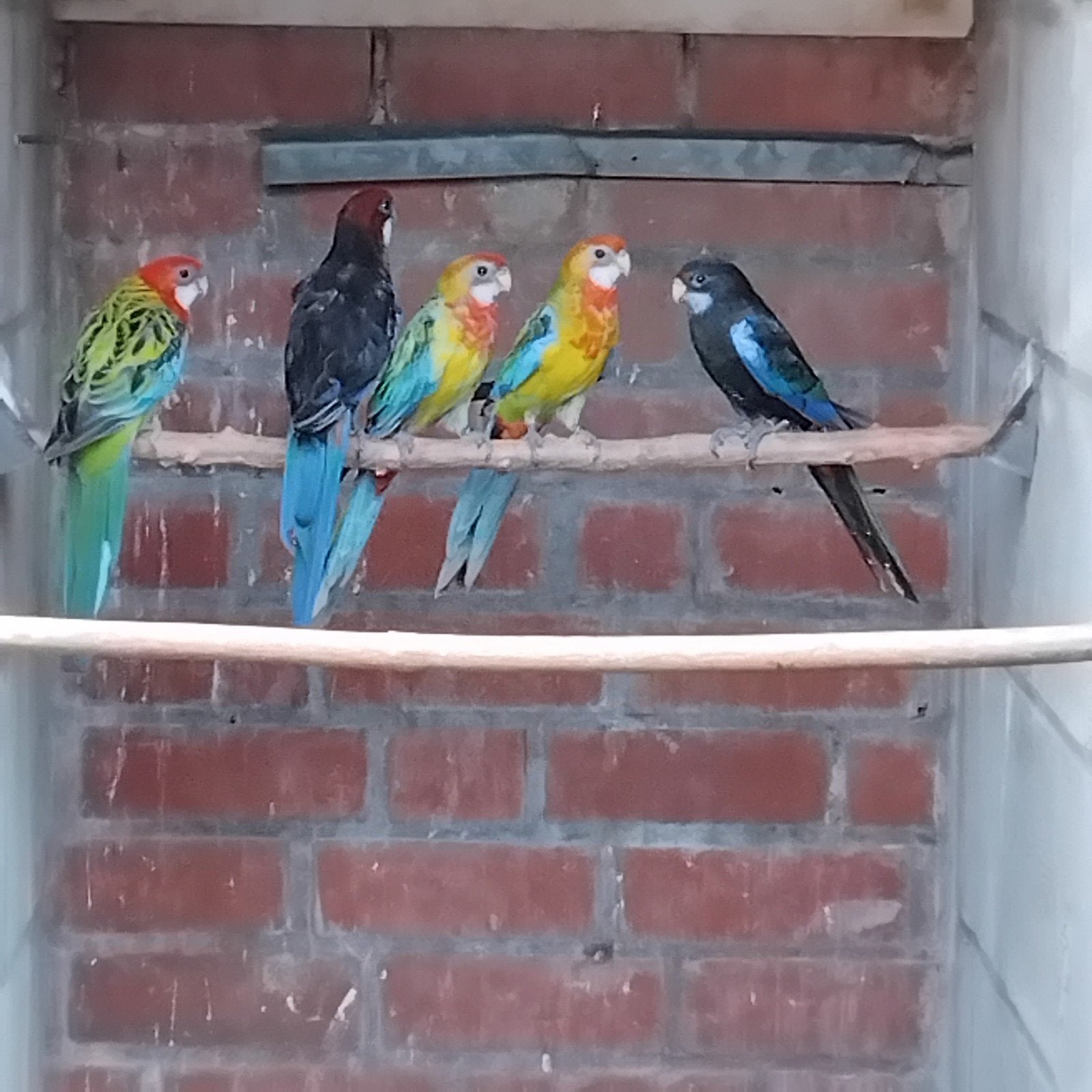 (split) zwarte rosellas, Dieren en Toebehoren, Vogels | Parkieten en Papegaaien, Meerdere dieren, Parkiet