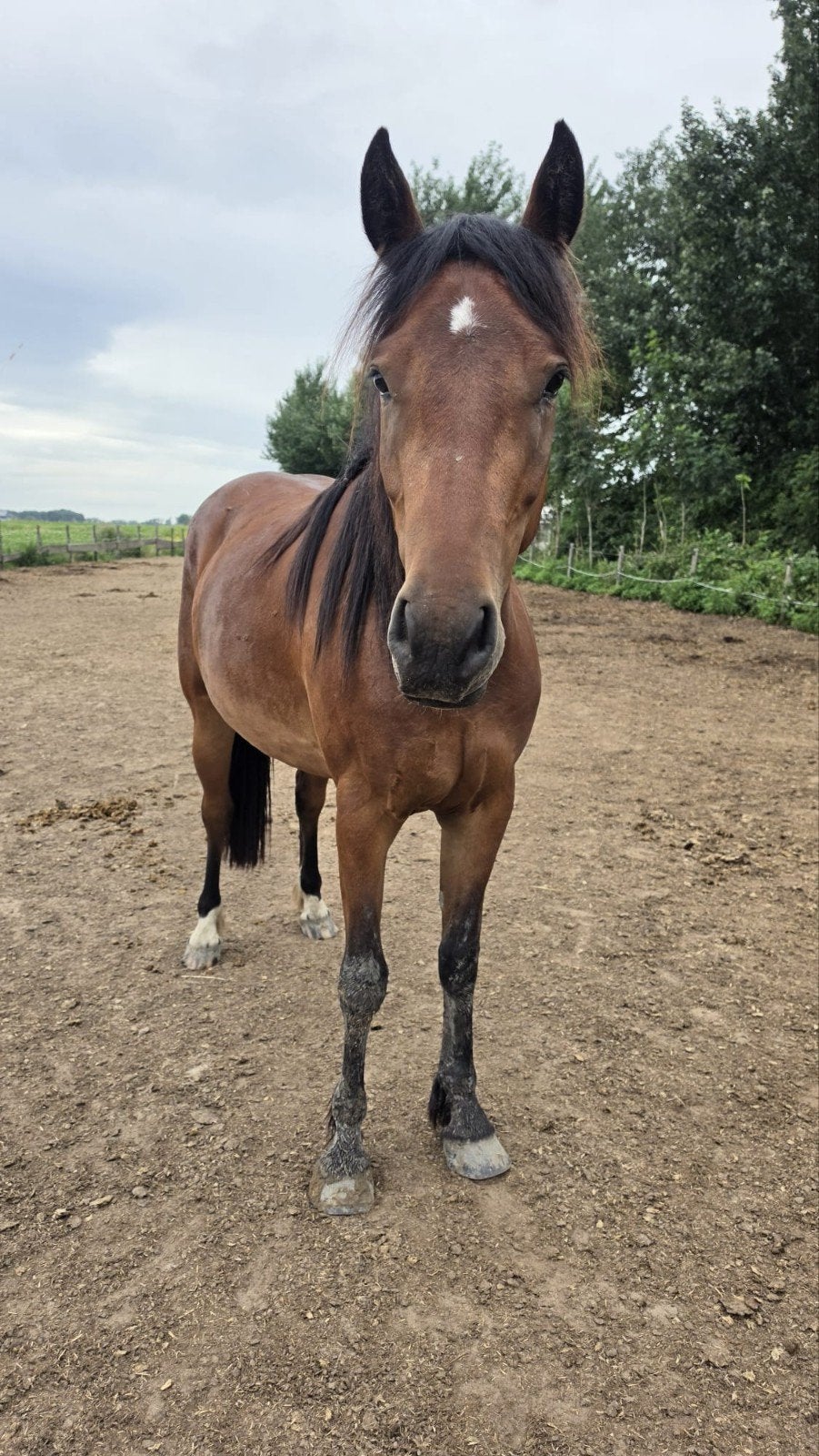 3 jarige merrie quarter horse / tinker, Dieren en Toebehoren, Paarden, Minder dan 160 cm, 3 tot 6 jaar, Onbeleerd, Recreatiepaard