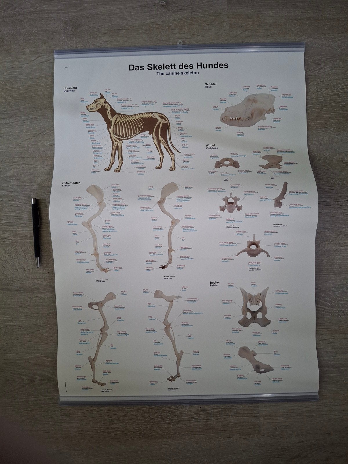 Honden skelet poster - Anatomie van de hond, Ophalen of Verzenden, Nieuw, Sociale wetenschap