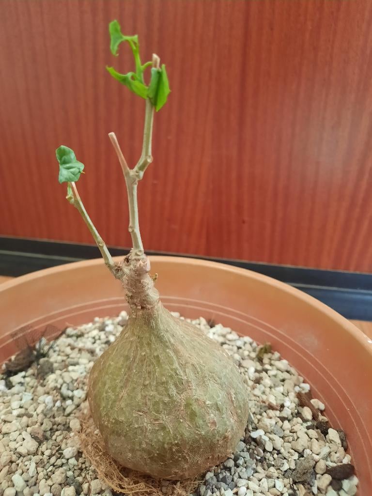 Gerrardanthus macrorrhizus, caudex plant, caudiciform, Huis en Inrichting, Kamerplanten, Verzenden, Halfschaduw, Minder dan 100 cm
