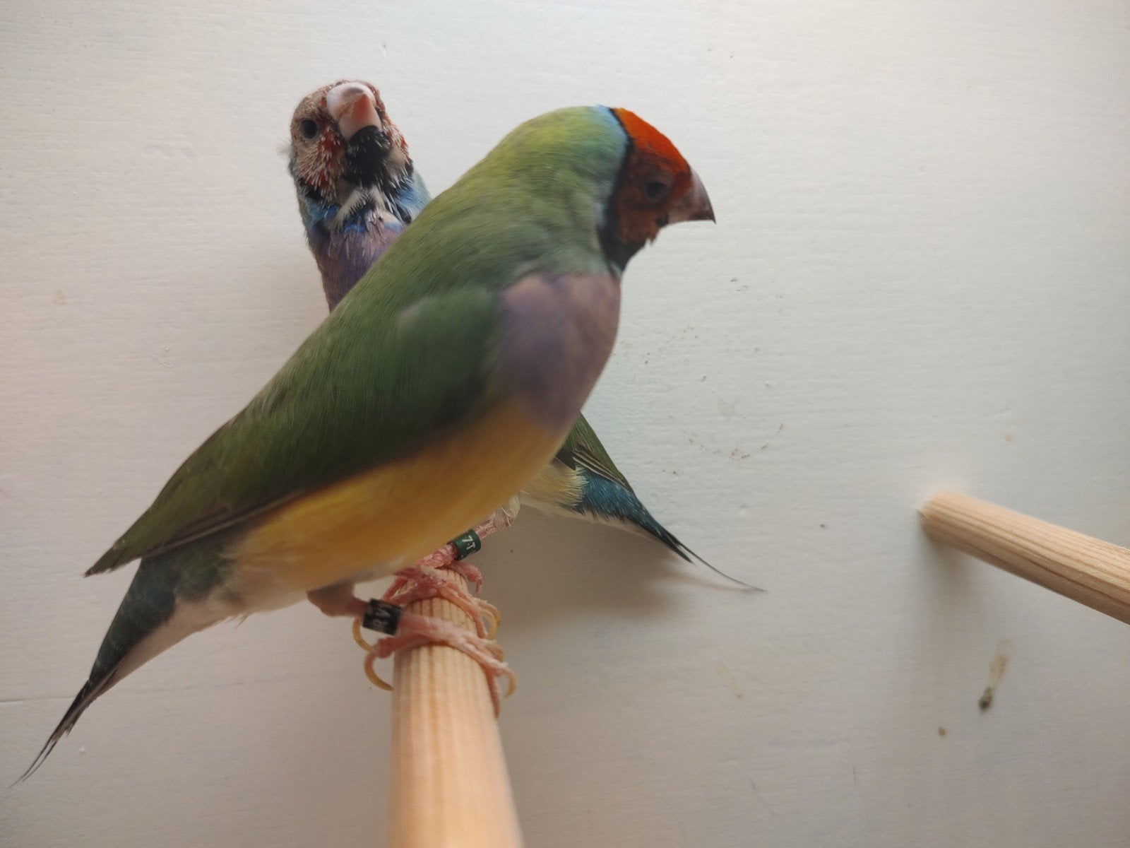 Koppel gouldamadines, Meerdere dieren, Tropenvogel, Geringd