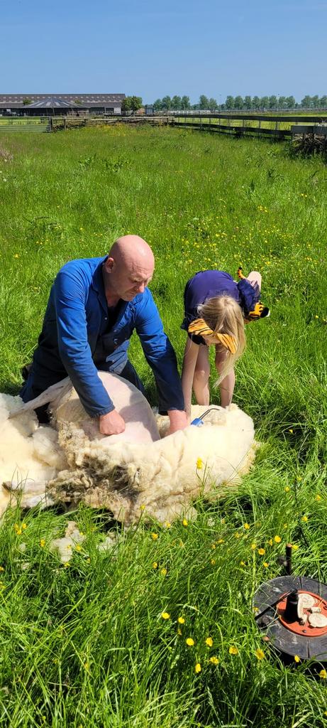 Schapen en alpacas scheren, Verzorging