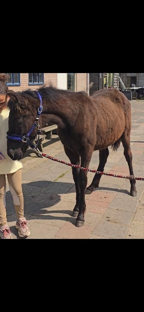 Uniek Warlander hengstveulen, Minder dan 160 cm, Dressuurpaard, 0 tot 2 jaar, Hengst