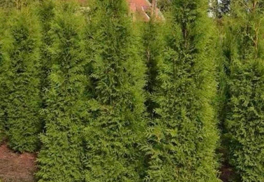 Thuja brabant coniferen, Volle zon, 100 tot 250 cm, Zomer, Overige soorten