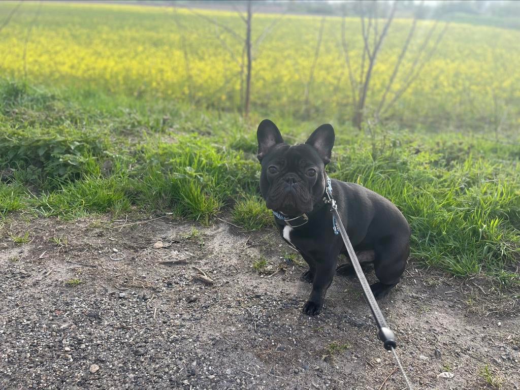 Ter dekking aangeboden, Reu, 1 tot 2 jaar, Parvo, Eén hond