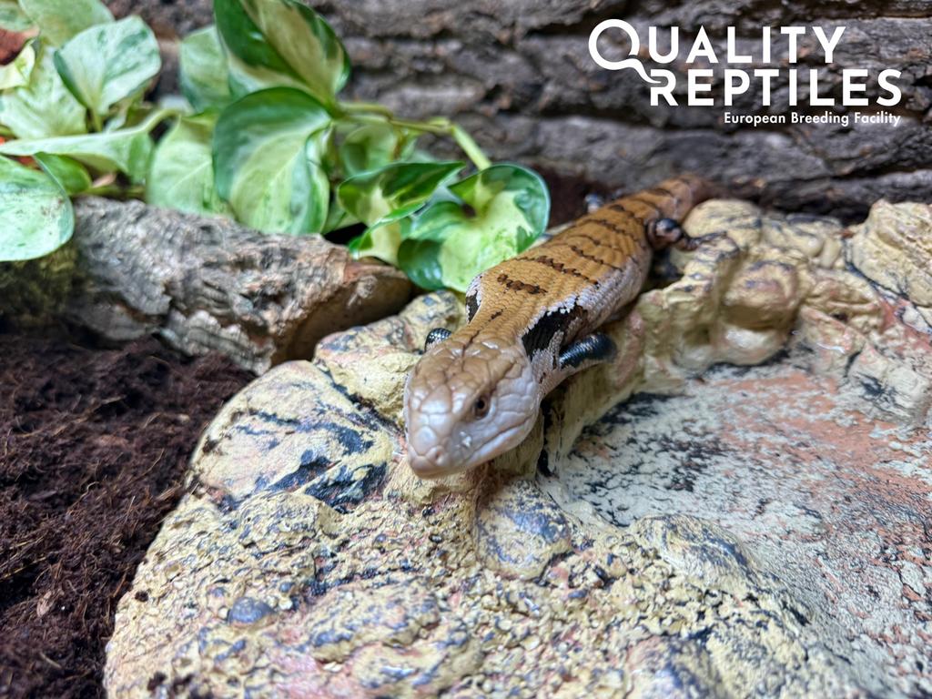 reuzenblauwetongskink - tiliqua gigas - met of zonder terra, Dieren en Toebehoren, Reptielen en Amfibieën, Hagedis, 0 tot 2 jaar