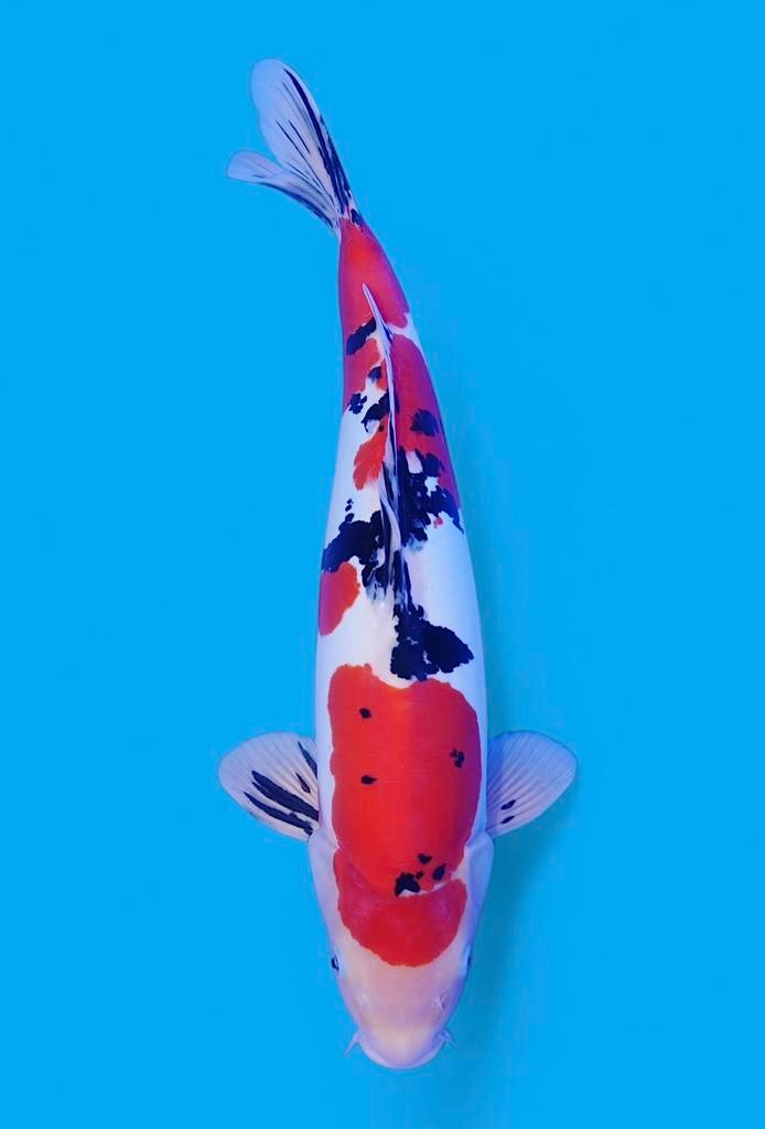 Grote doitsu sanke kweker Hiroi, Dieren en Toebehoren, Karper of Koi