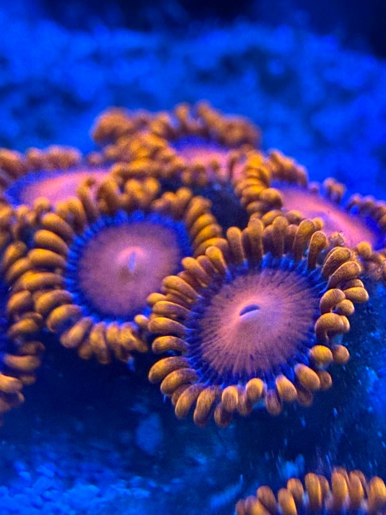 Zoanthus bam bam, Dieren en Toebehoren, Overige typen, Zoutwatervis